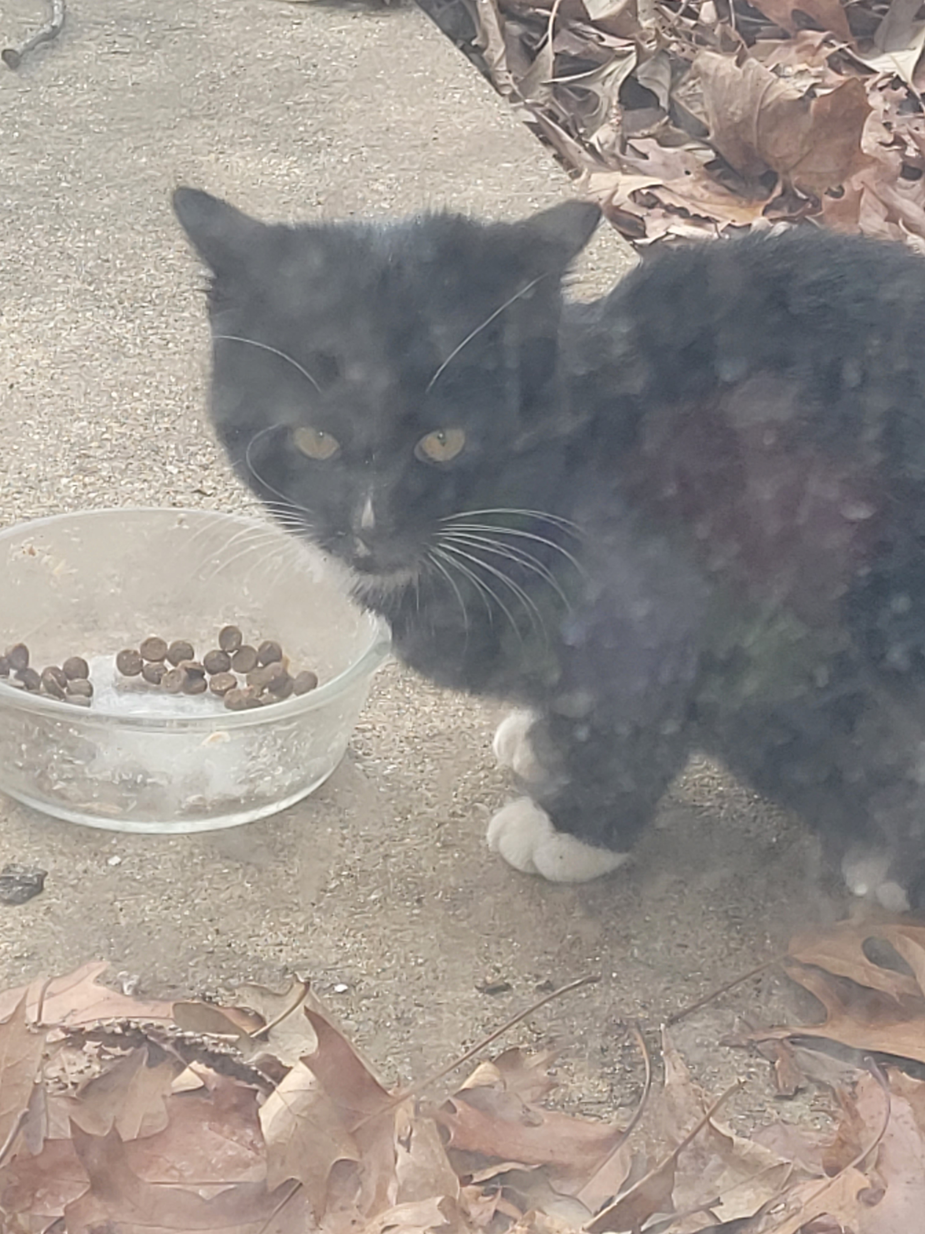 A New Feral Friend Just Strolled Up to My Doorstep...