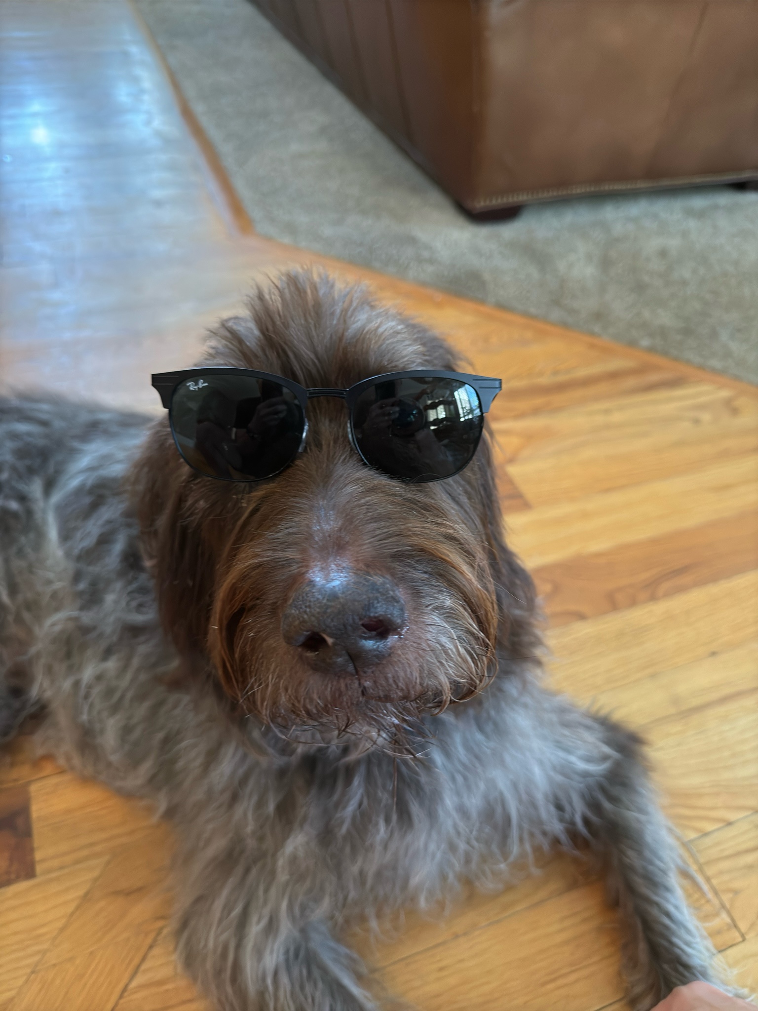 In honor of National Mutt Day, here are some adorable snapshots of my dogs!