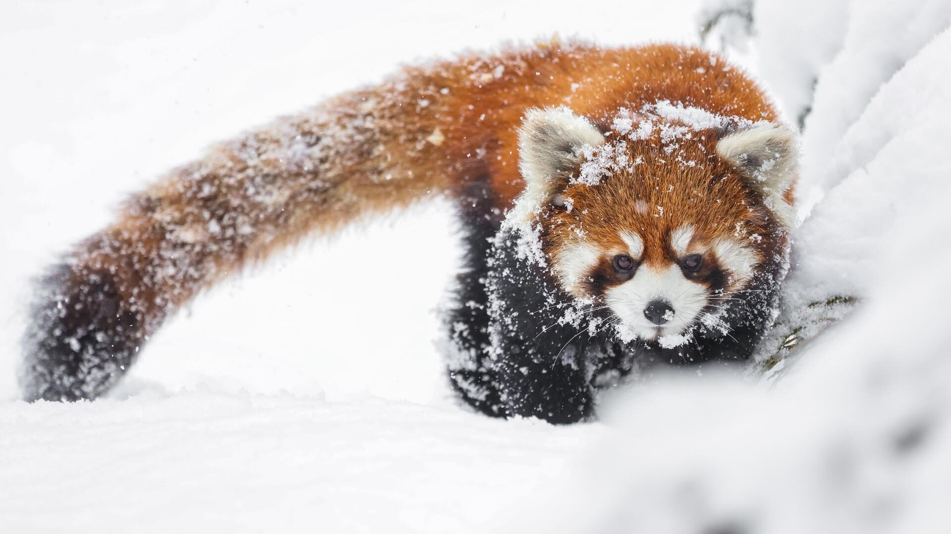 Adorable red panda spotted at the Canadian zoo
