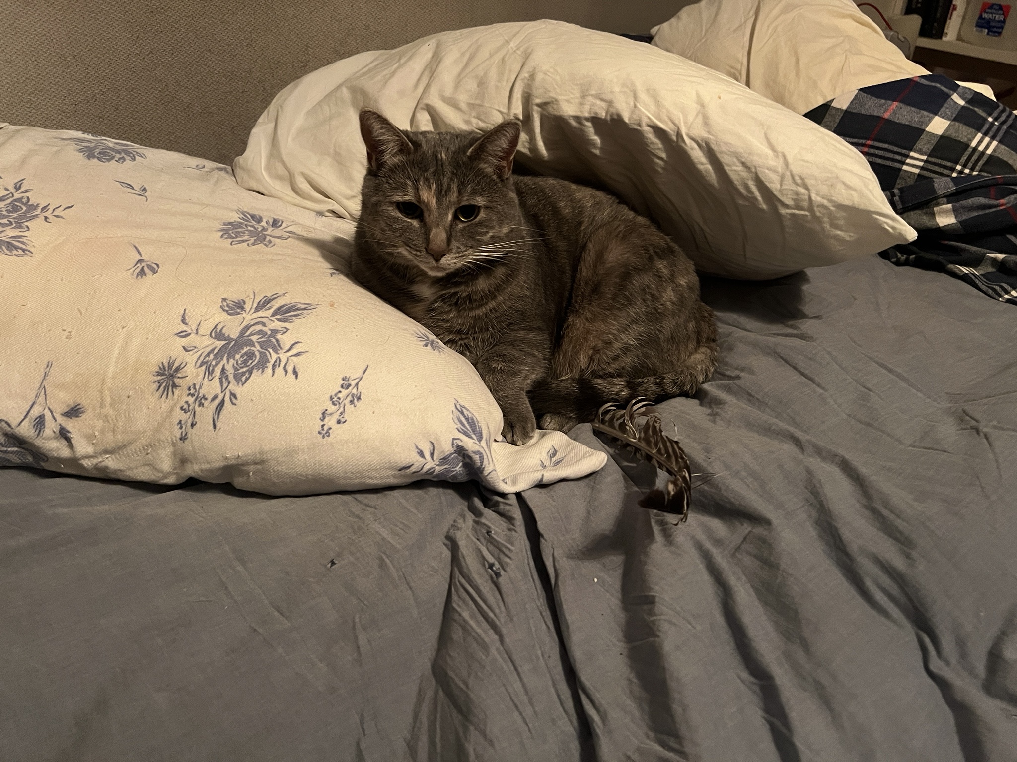 A Daily Dose of Cat Cuteness to Brighten Your Day