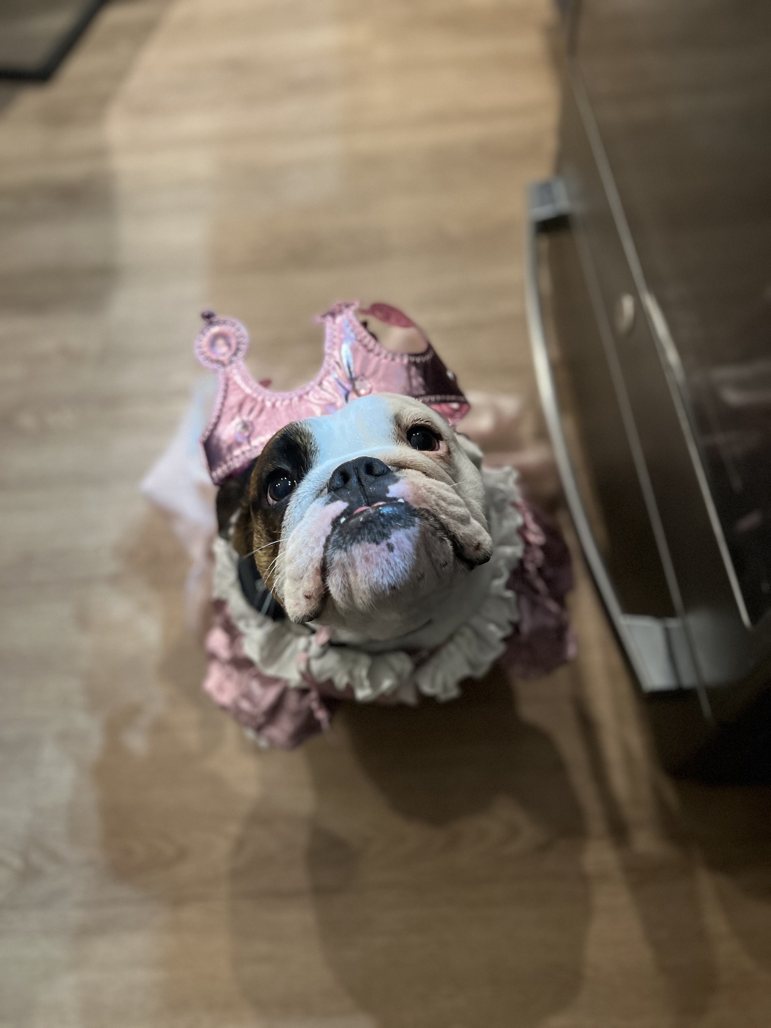 Why Not Throw Birthday Parties for Your Furry Friends?