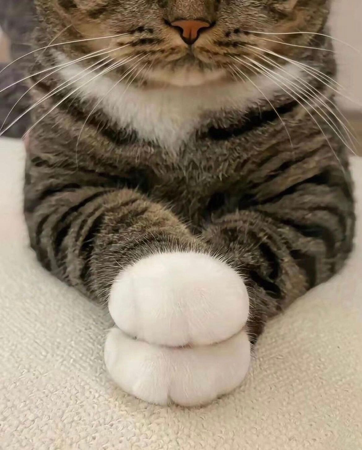 Adorable Marshmallow Paws: Cuteness Overload