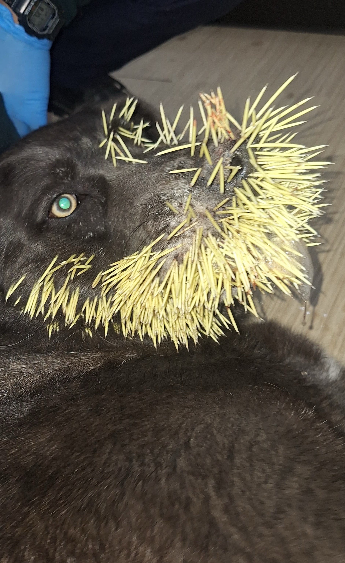 Mom's Dog vs. The Porcupine: An Epic Showdown