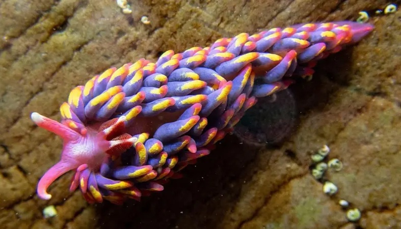 Behold the vibrant beauty of the rainbow sea slug!