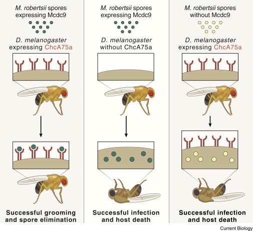 Do parasites have a role in ecosystems beyond just wreaking havoc on their hosts?