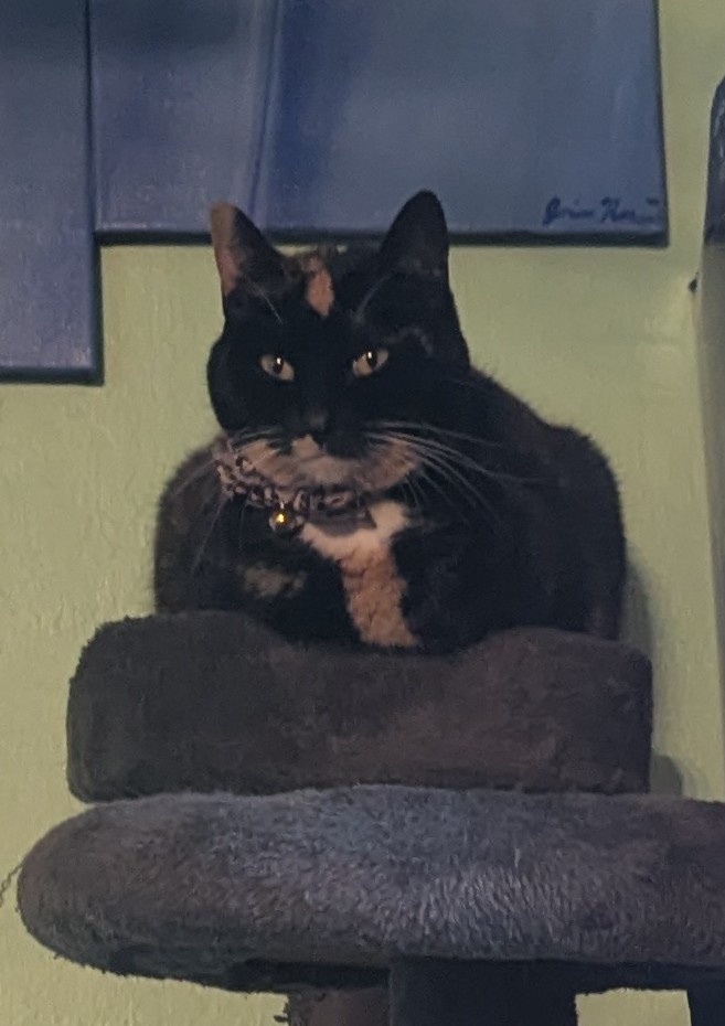 Celebrating the Joy of Caturday!