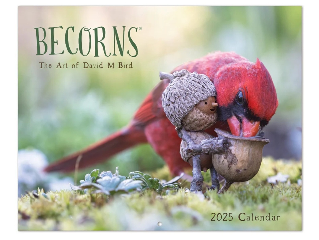 David the Bird and His Acorn Adventures