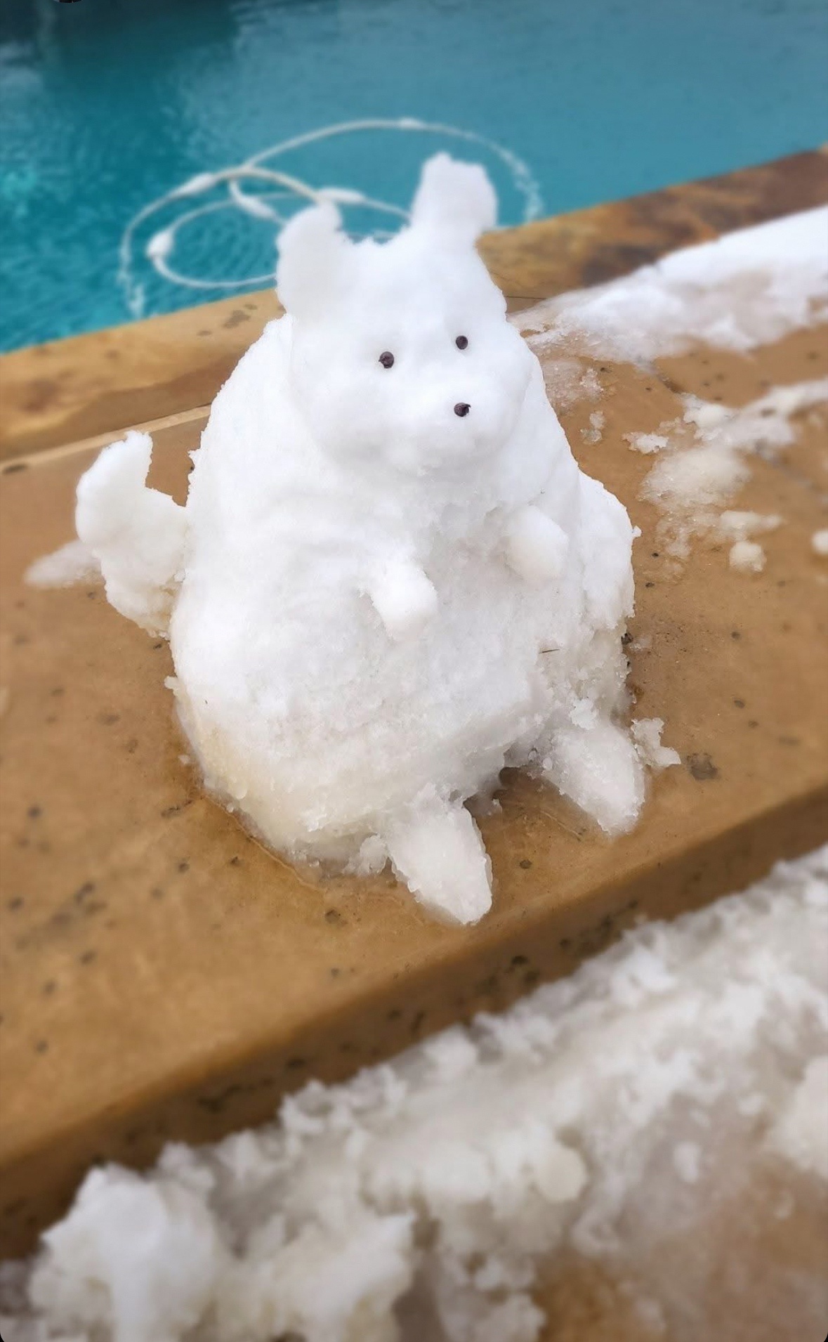 Meet the Adorable Snow Chinchilla!