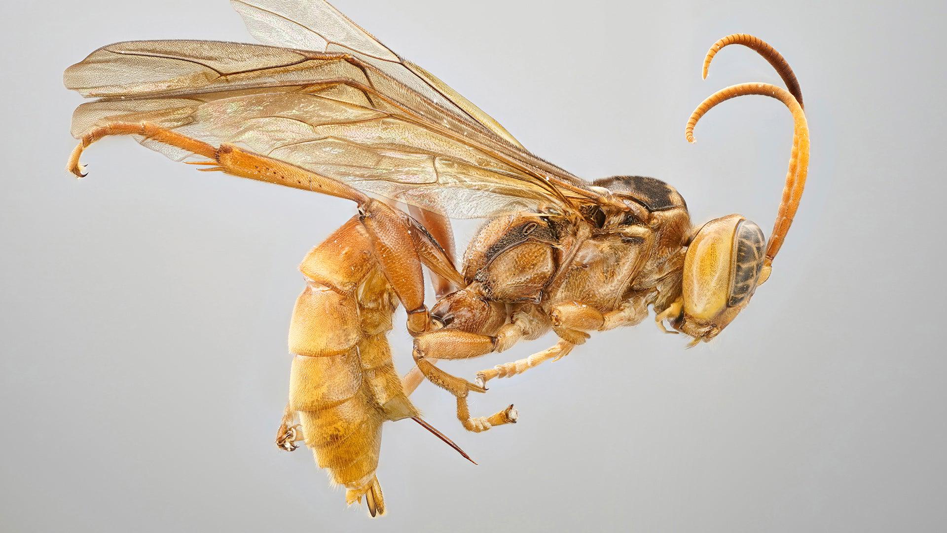 Meet the Vampire Wasp: A Terrifying New Discovery from the Amazon