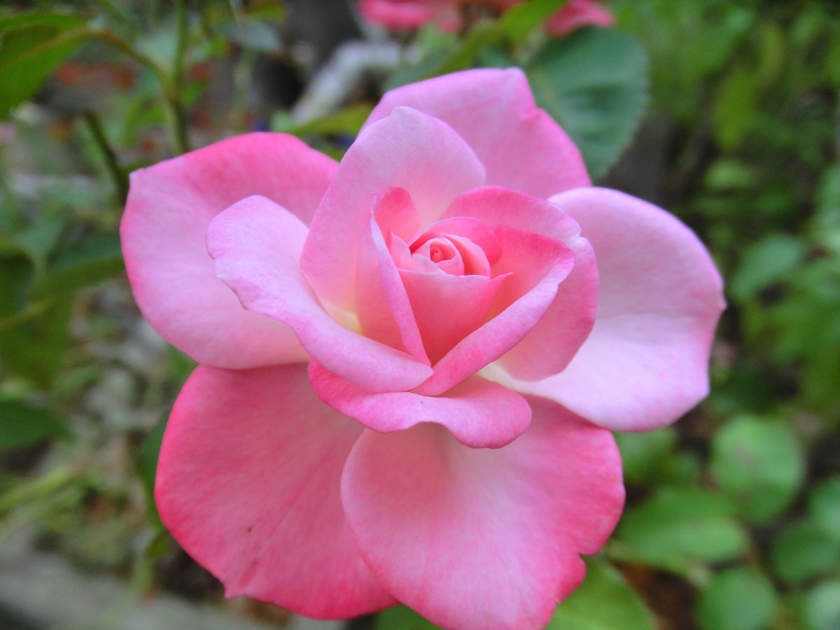 A Glimpse of Yatsu Rose Garden in October 2013