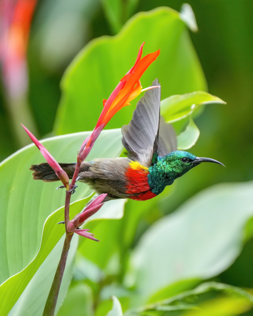 Witness the Olive-bellied Sunbird Taking Flight at Kibale National Park - Captured by Giles Laurent