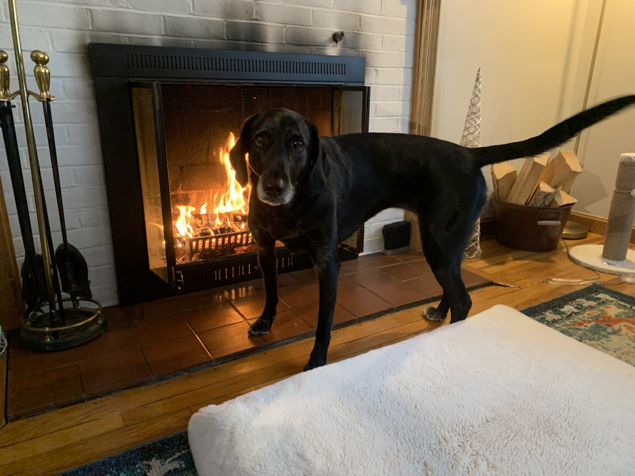 Beans absolutely loves hanging out near the fire.