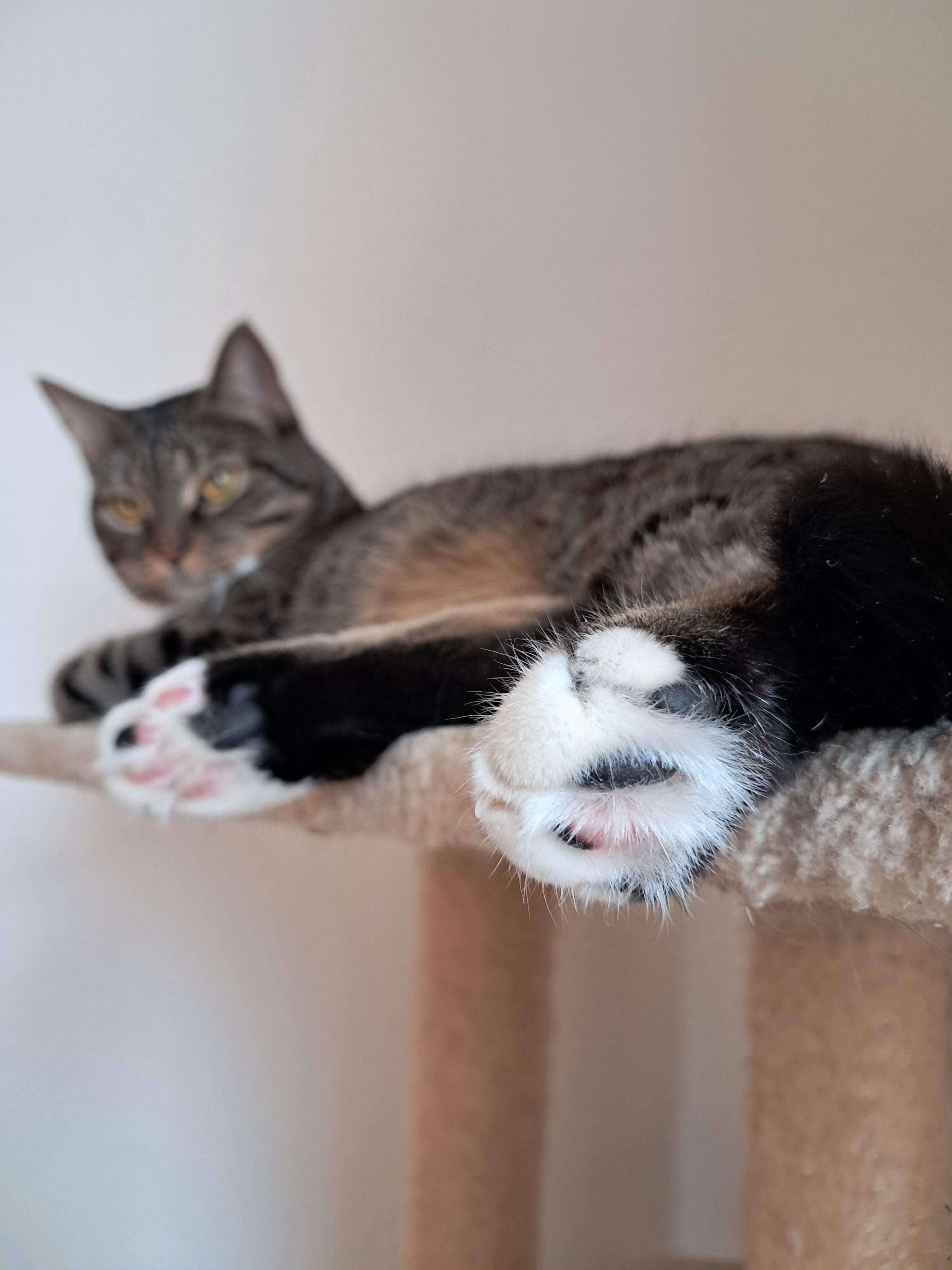 Celebrating Beanday with Joy