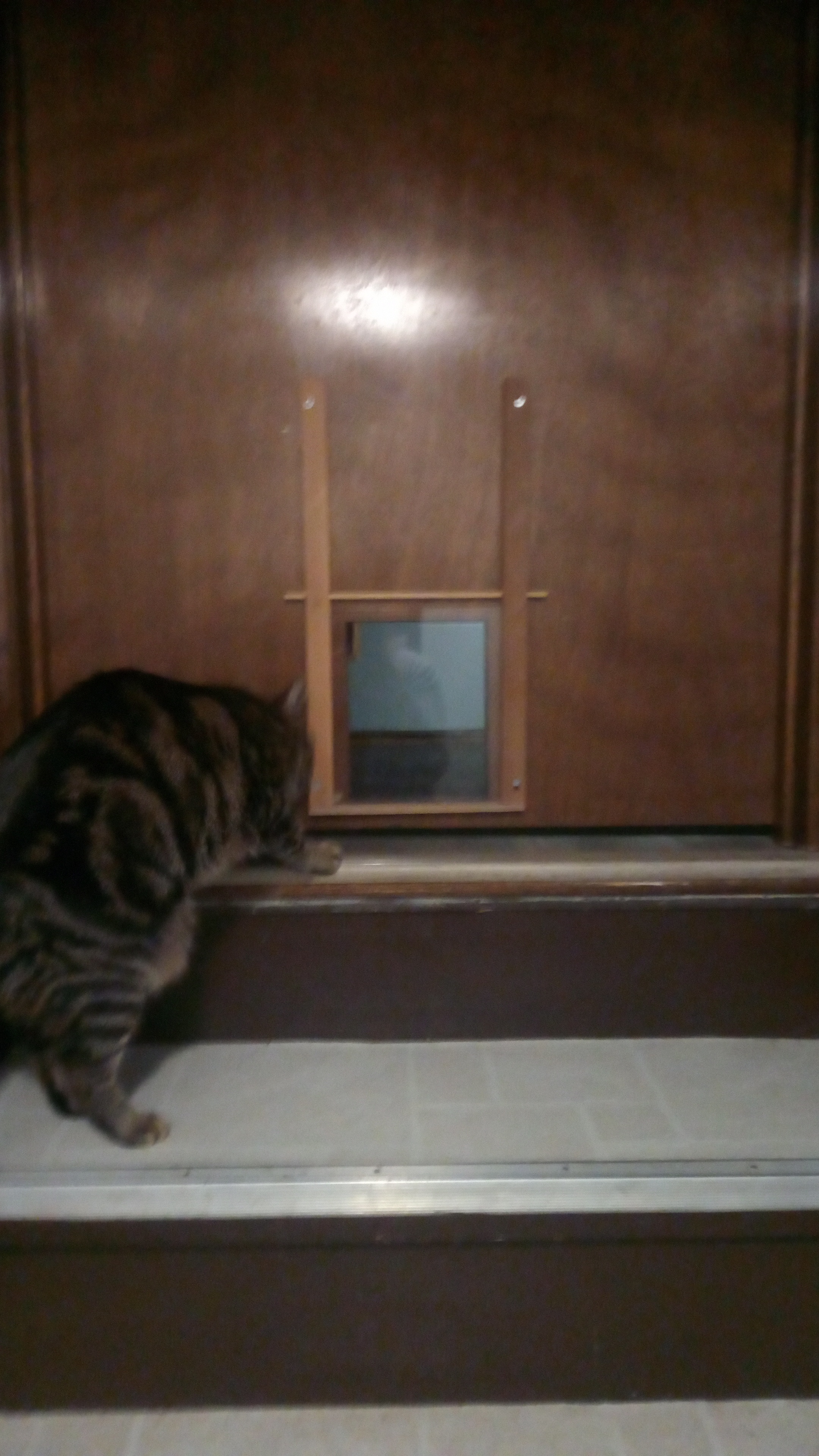 Wicket's Curious Exploration of the New Cat Door