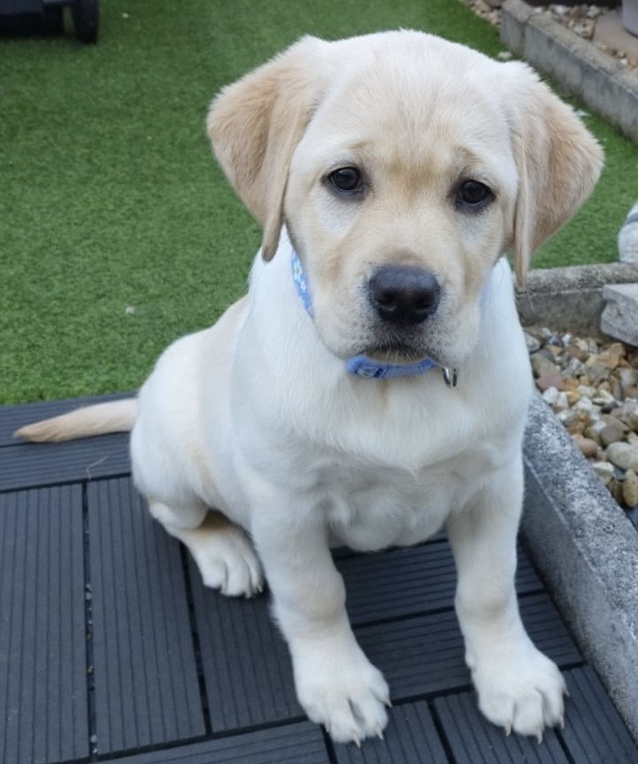 Meet Nelly, the Charming Bogarie Arran Labrador