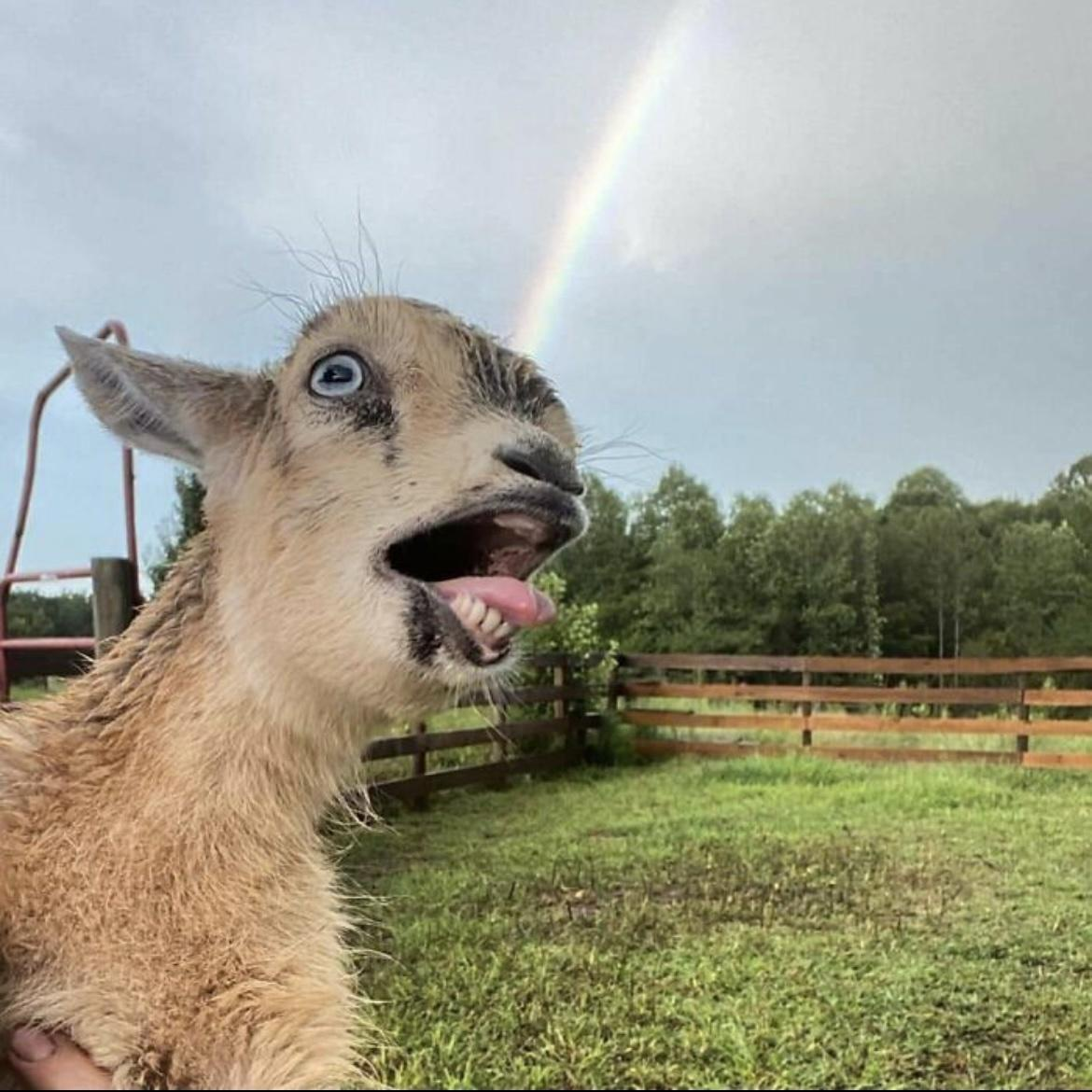 Epic LOTR moment featuring a goat!