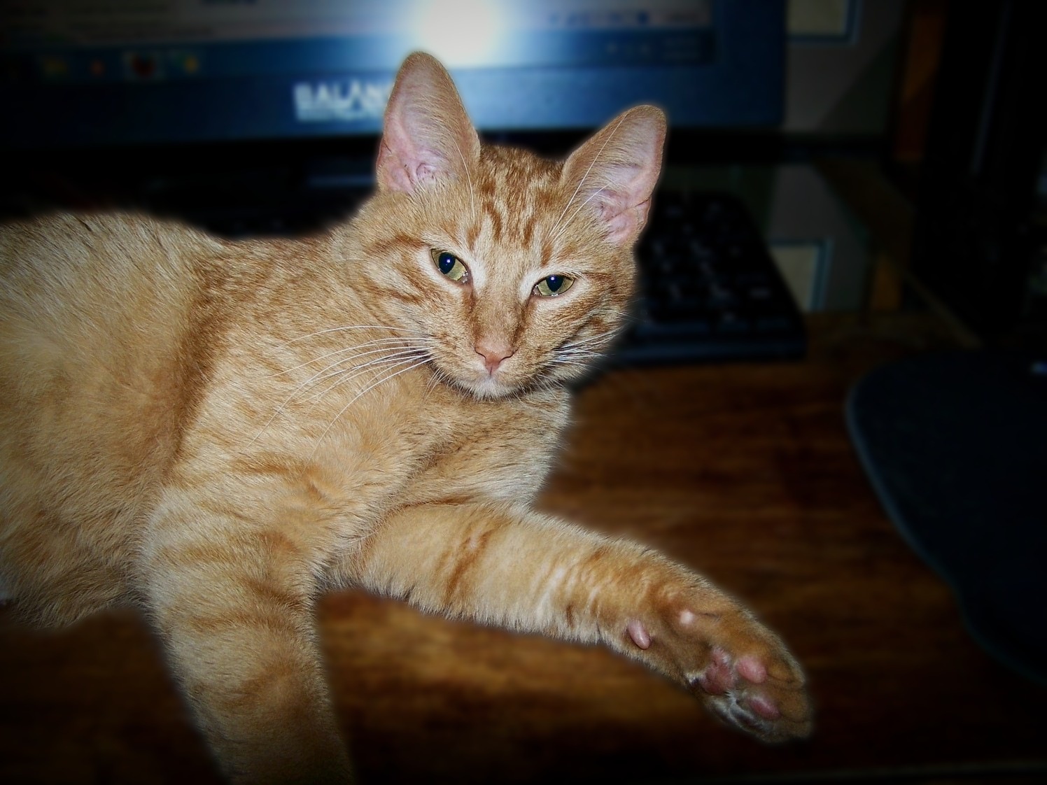Goldie insists: No computer time until I'm done with the table!
