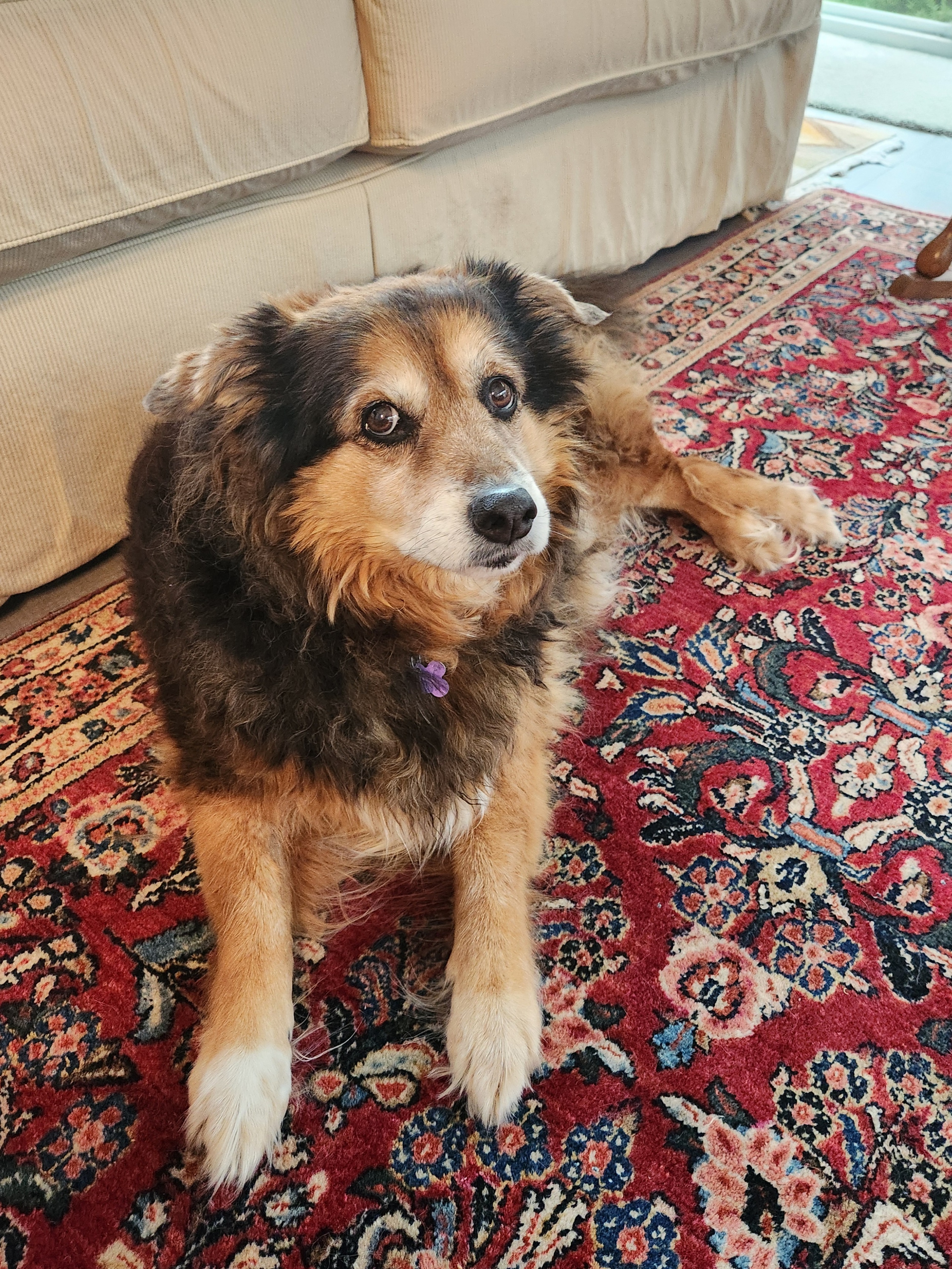 Peanut the Dog's Daily Adventures - Day 1543