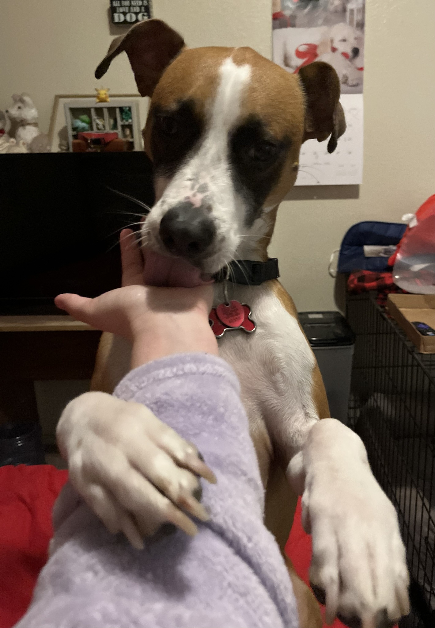 Still Not Posting a Selfie, So Here’s Bentley Being Adorably Sweet Instead