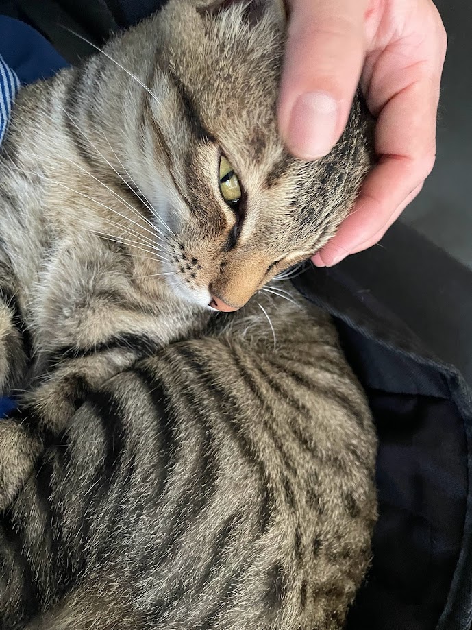 A final cat moment to wrap it all up