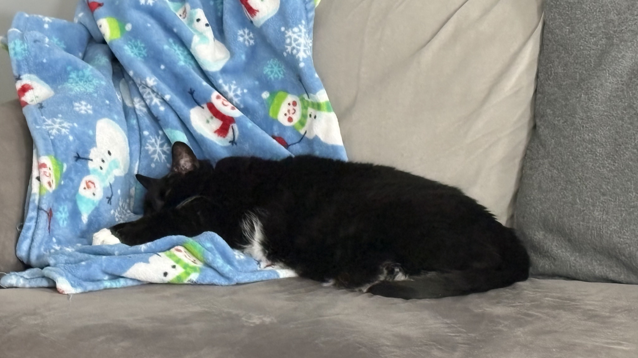 This Sleepy Kitty Absolutely Adores Her Blanket