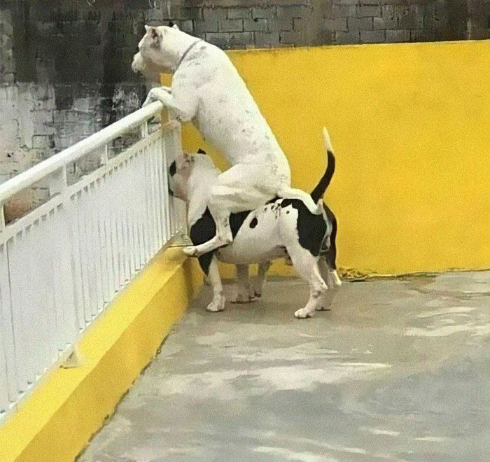 Adorable Doggo Shenanigans