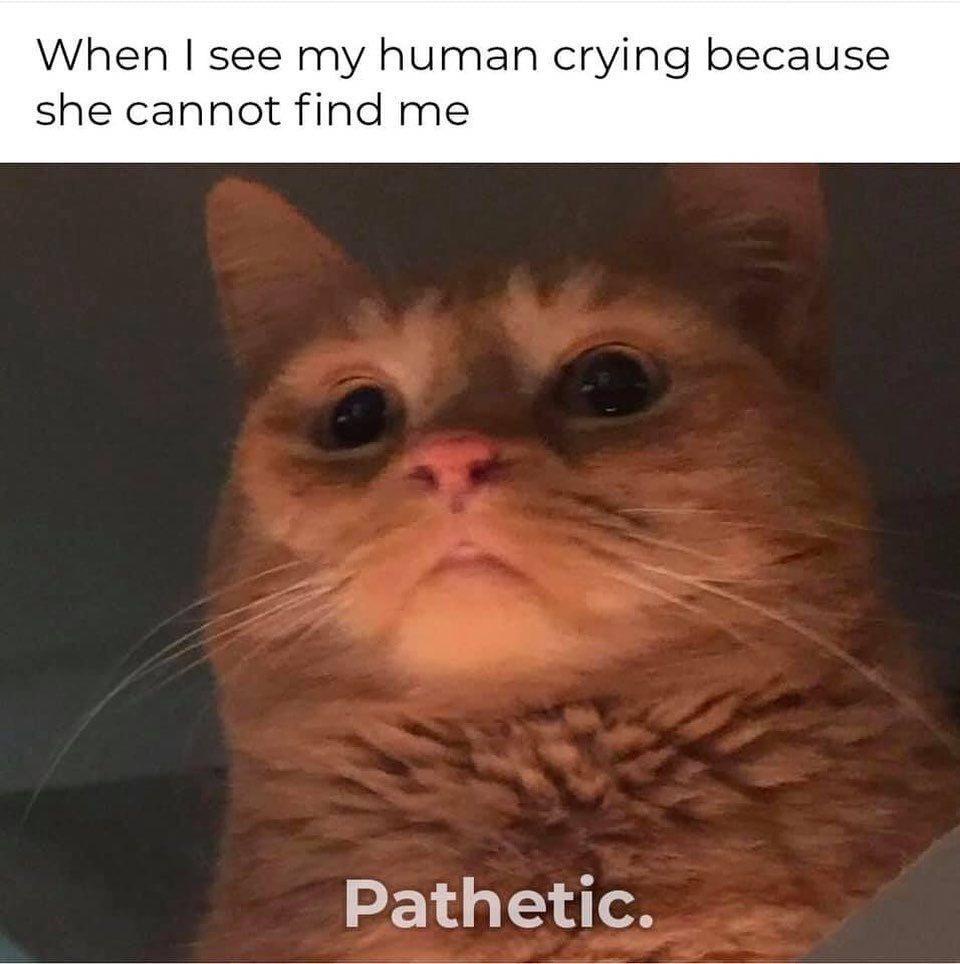 Did Cats Really Evolve on Earth?