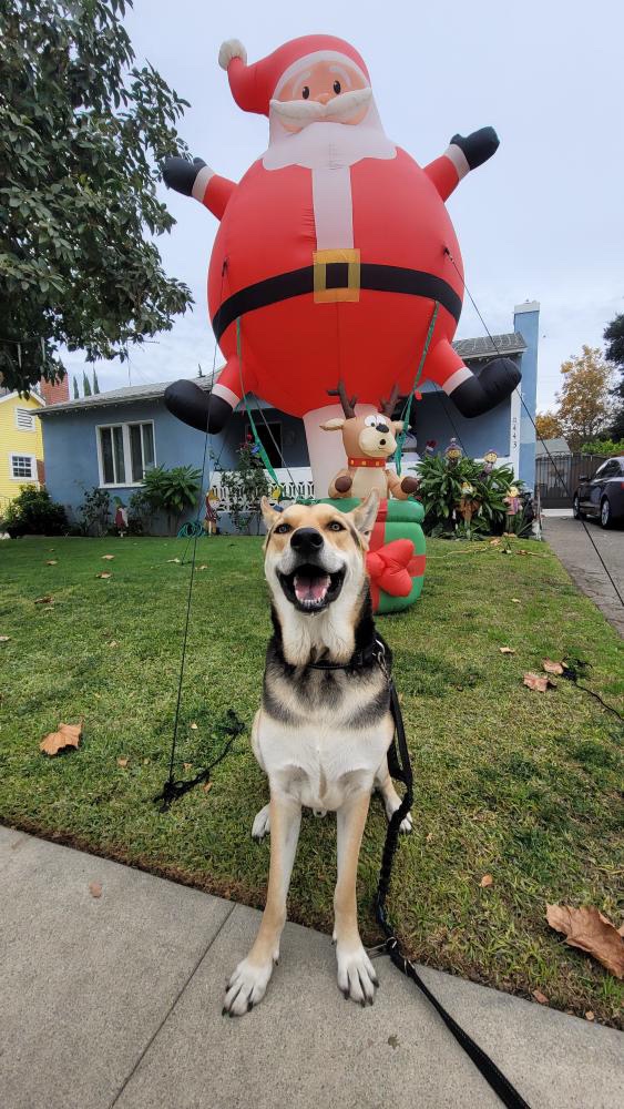 Vivo's Epic Encounter with Giant Santa
