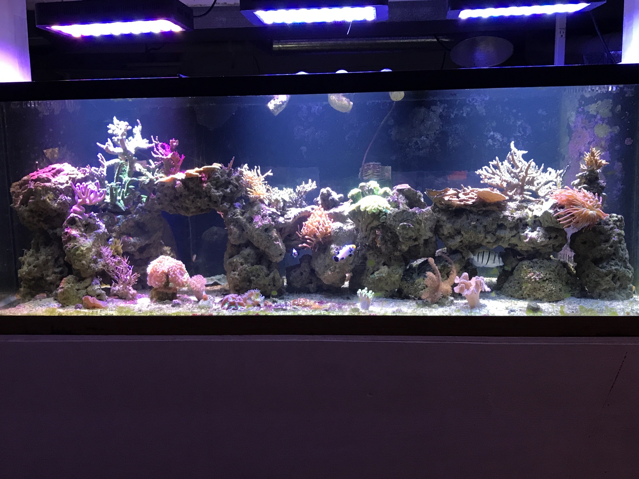 Dive into My 180 Gallon Mixed Reef Tank Adventure