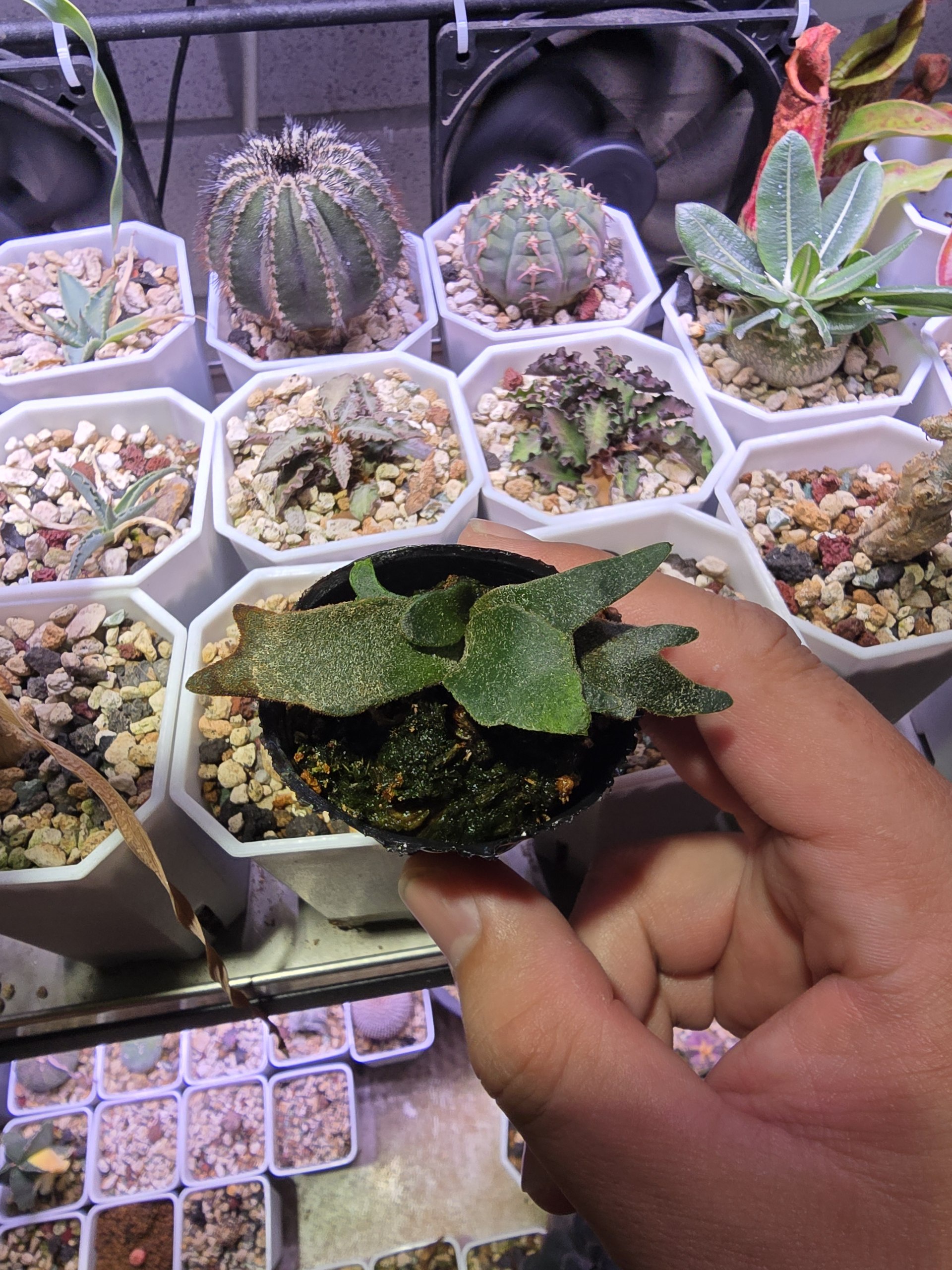 Discovering the Unique Platycerium Plant