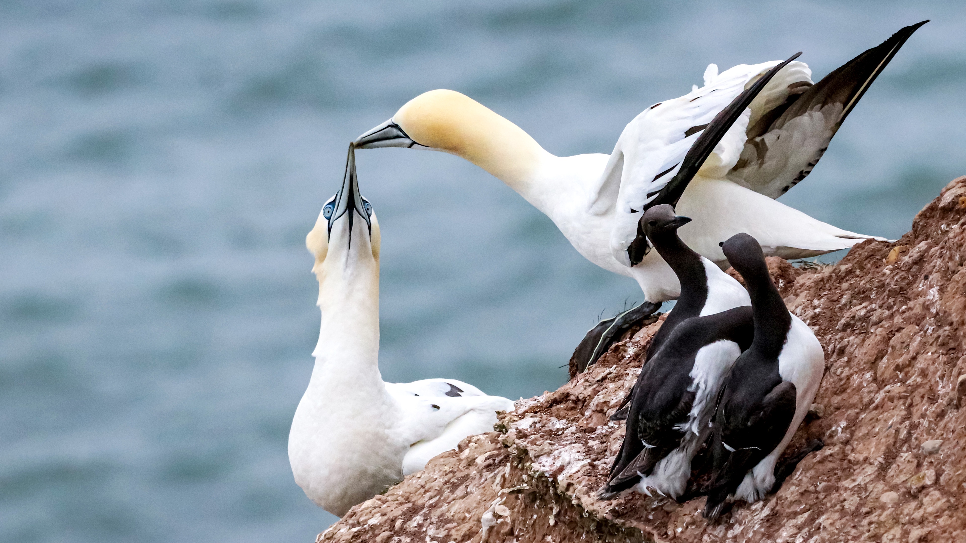 Adorable Seabirds in Love