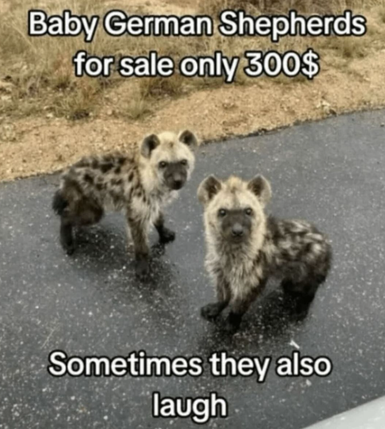 Adorable Puppies to Brighten Your Day!