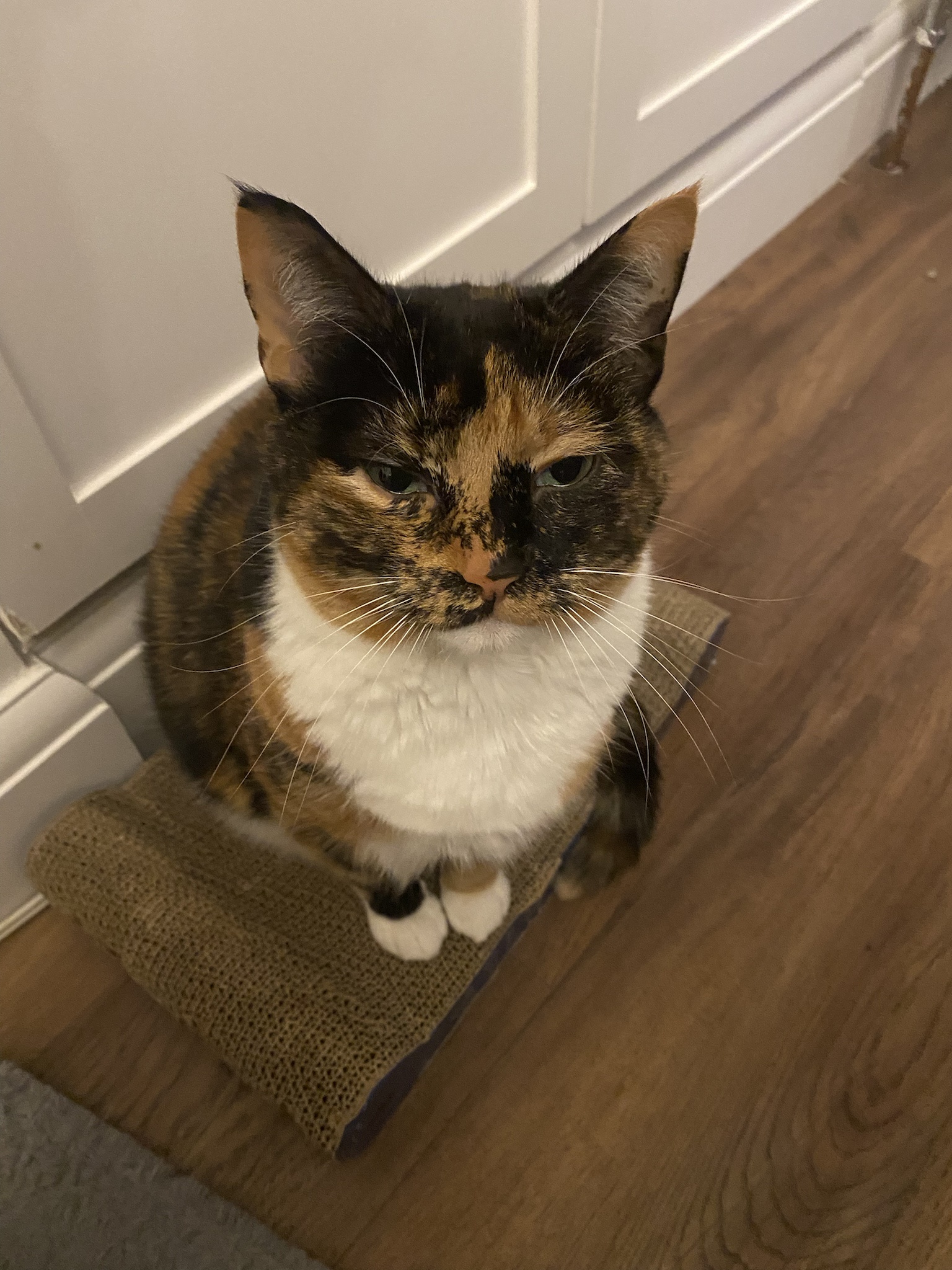 Crumble's Daily Snapshot of Adorableness