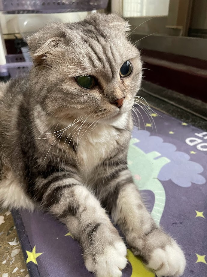The Adorable Cat Chronicles
