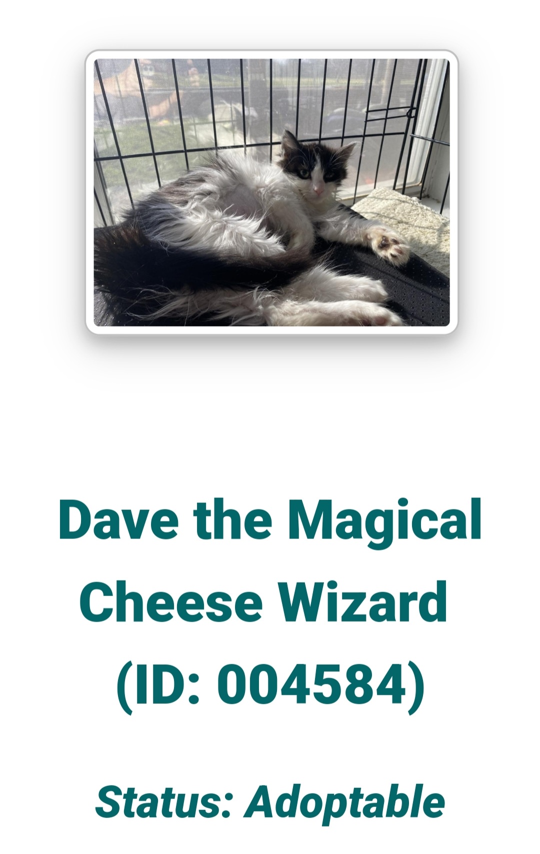 Meet Dave: The Enchanting Cheese Wizard