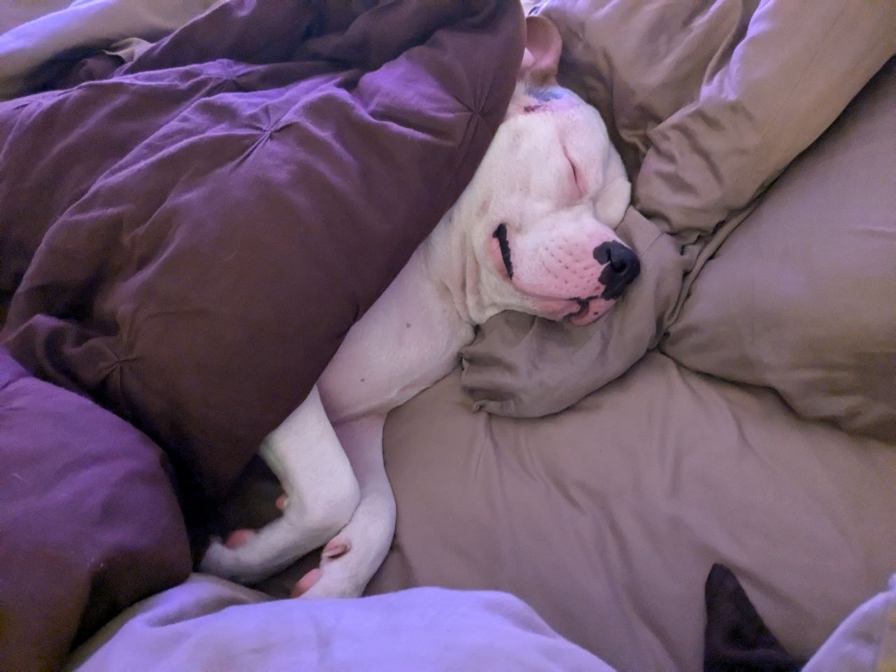 Bruno Enjoying a Peaceful Nap