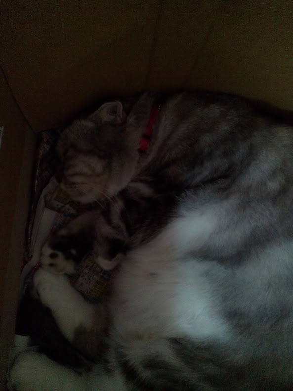 Yet Another Cute Cat to Brighten Your Day