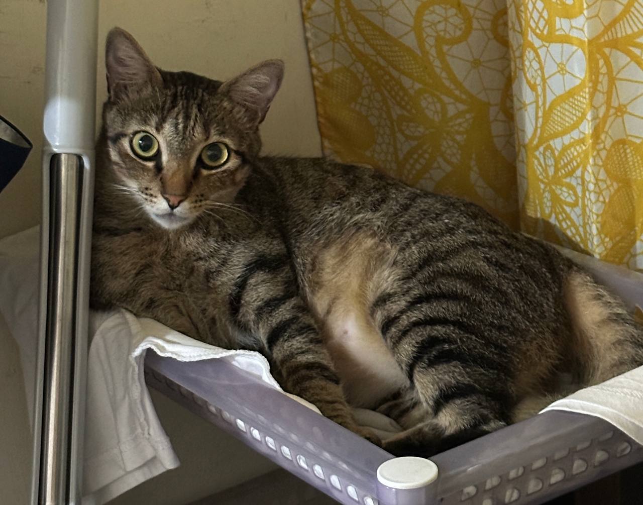 Just a Cat Being a Cat