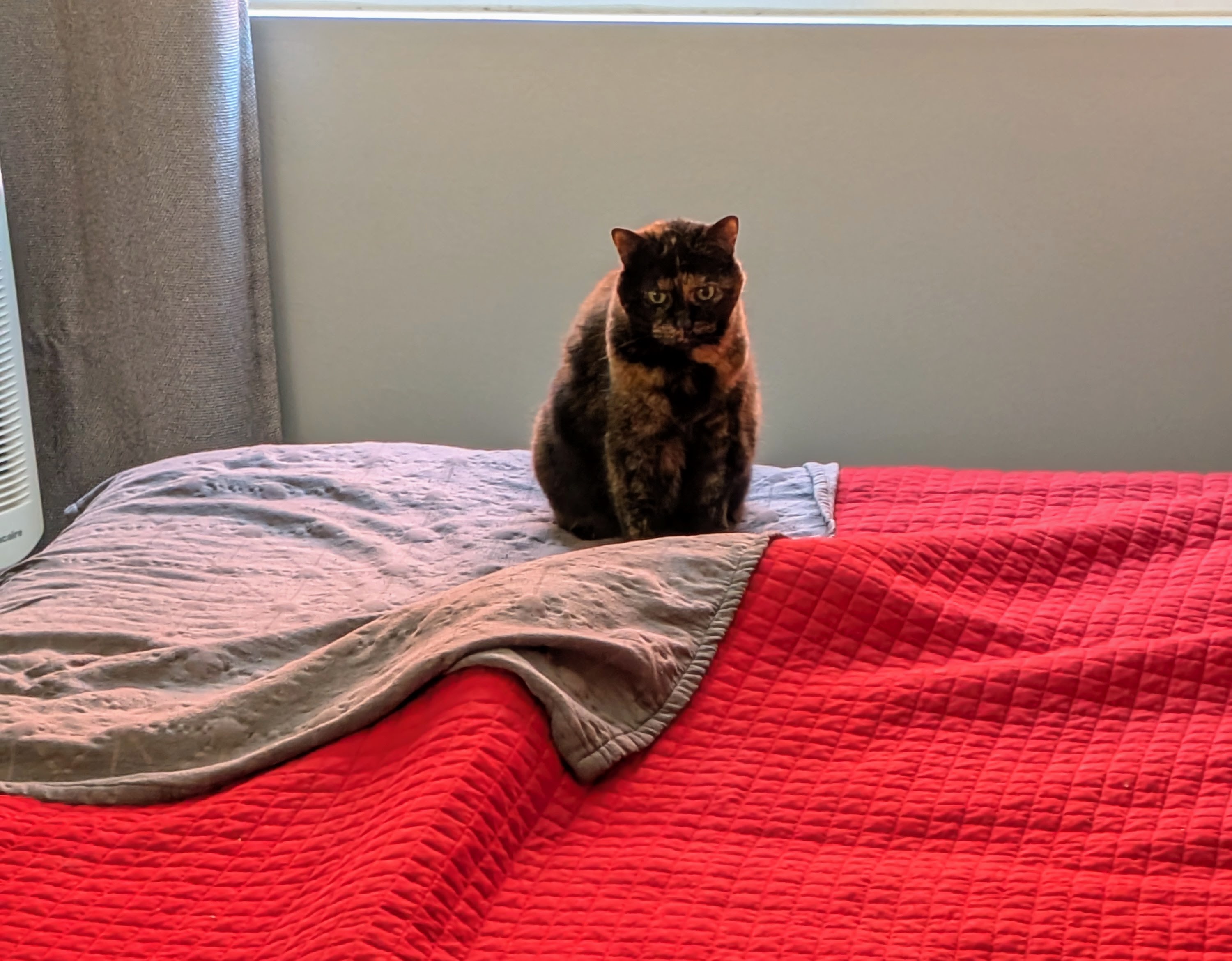 Meet Spaz and Splunk: the mystery under the blanket