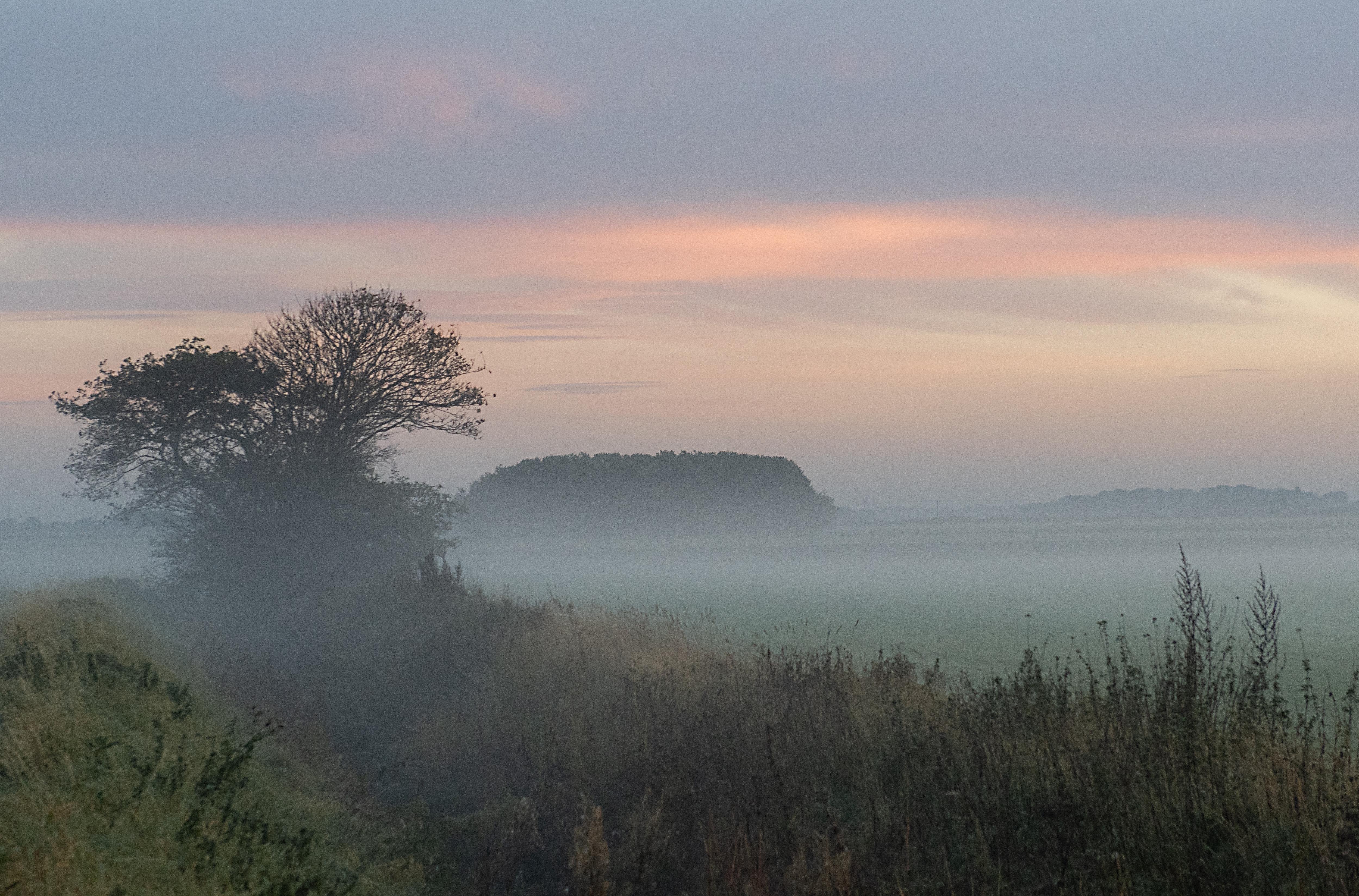 The Enigmatic Fog Rose: Nature's Mystery