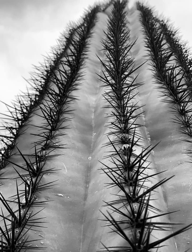 The Resilient Cactus