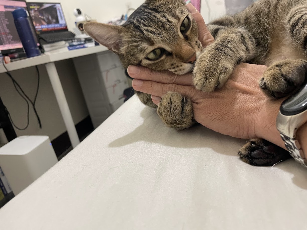 The Feline Chronicles: Yet Another Cat Encounter