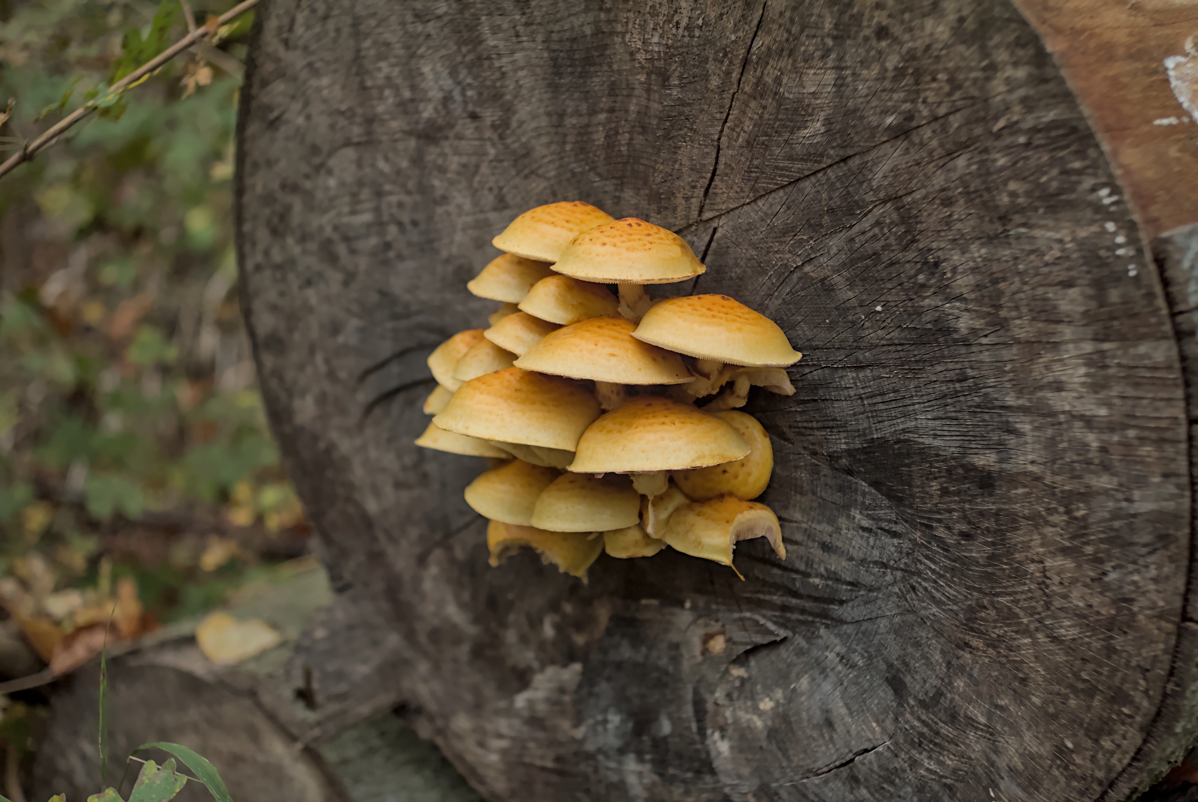Spotted These Adorable Creatures in the Forest