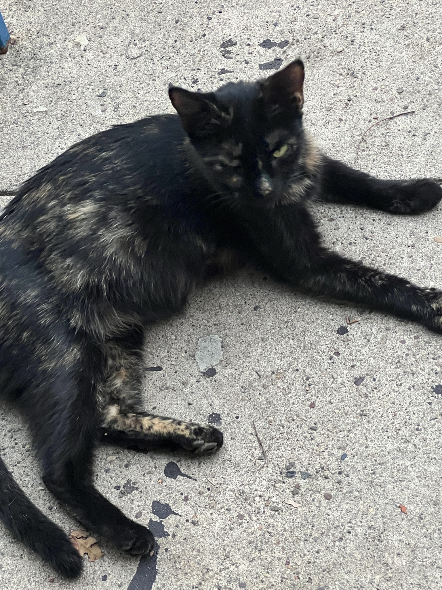 Seeking Assistance for a Pregnant Homeless Cat and TNR Efforts in Philadelphia