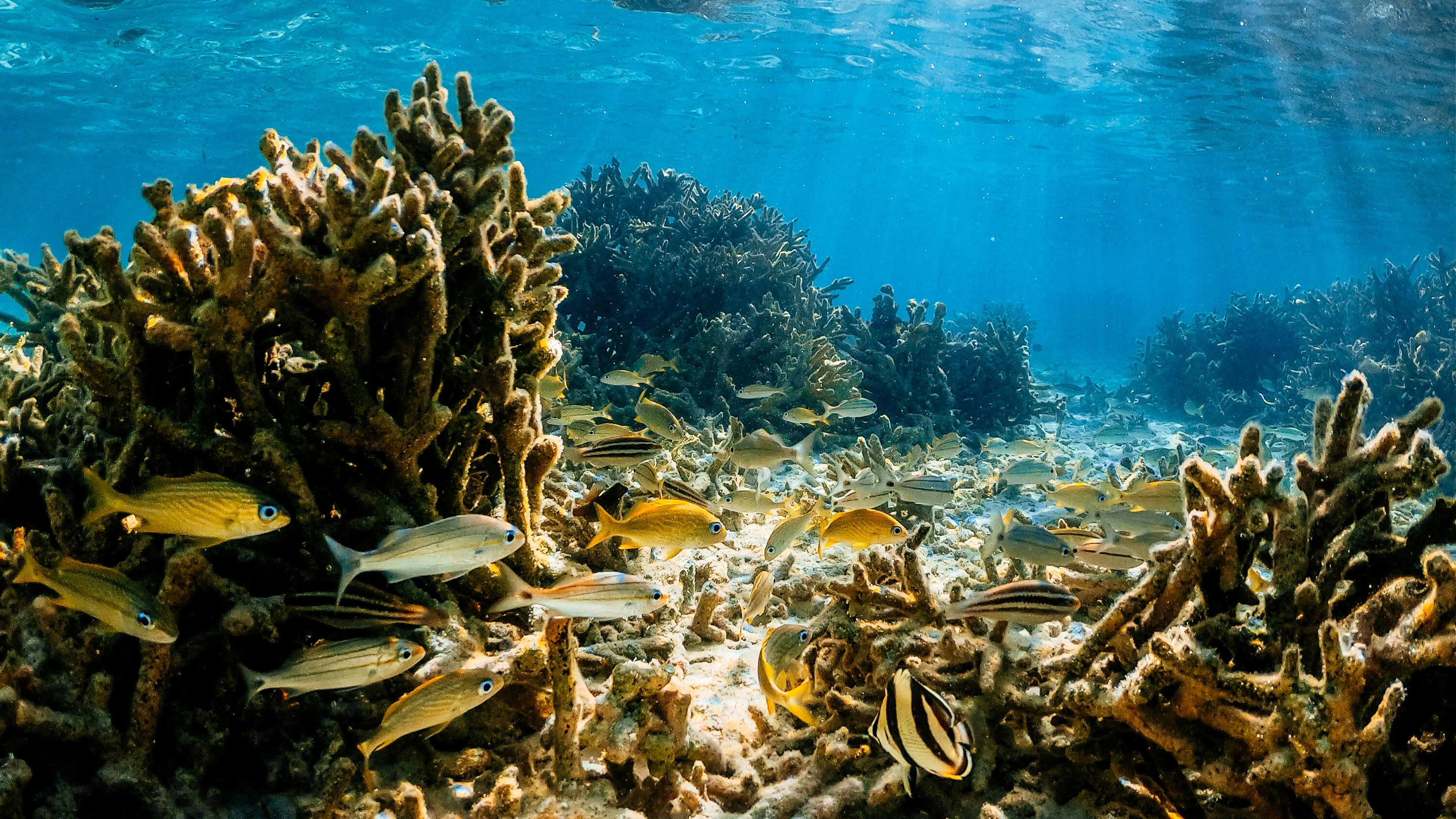 Explore the Stunning Beauty of a Vibrant Coral Reef Oasis