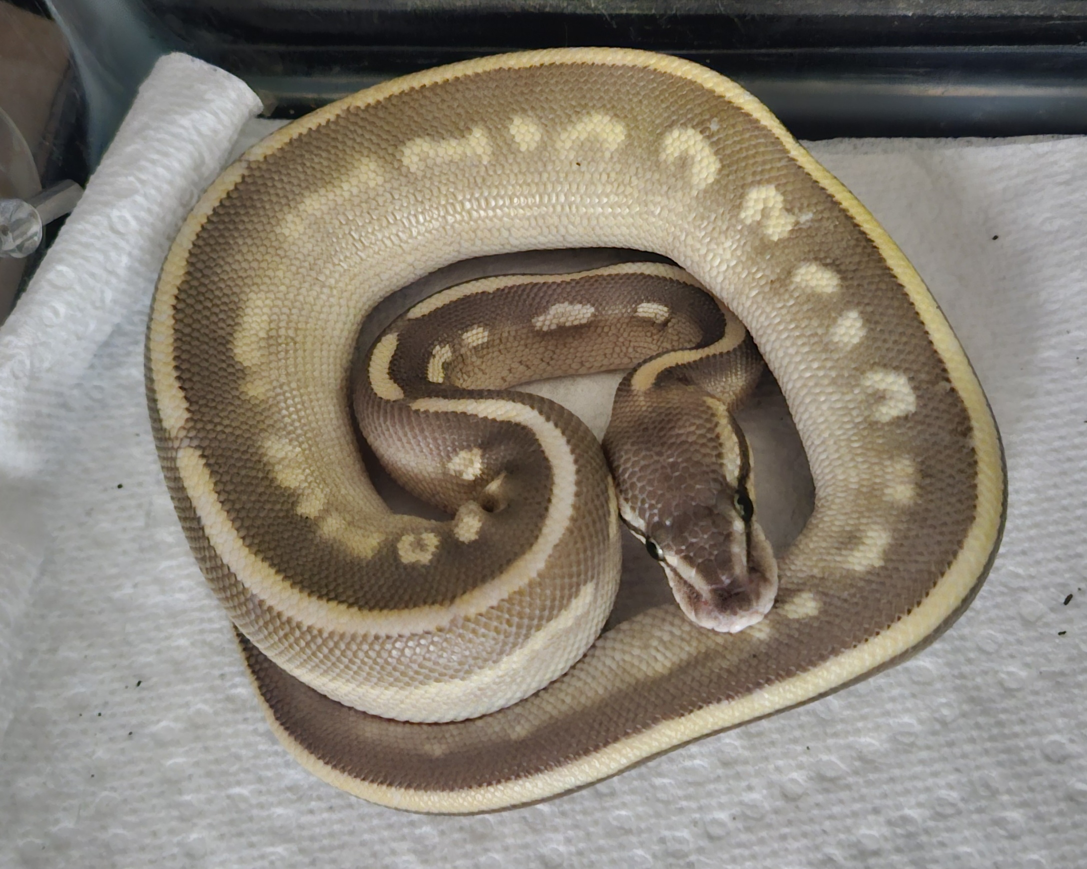 Can you help me figure out this morph?