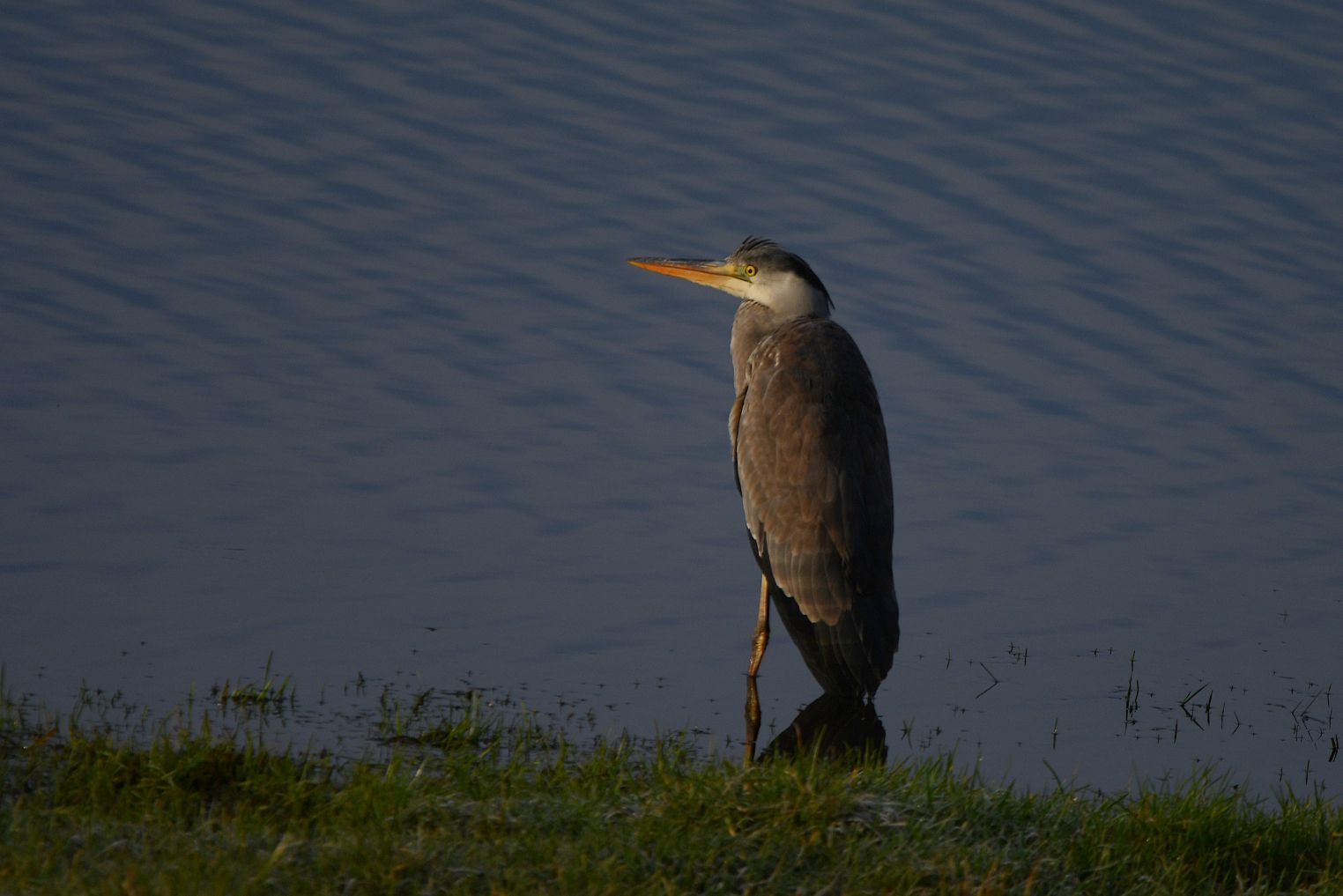 Héron cendré: A Glimpse of France's Majestic Bird