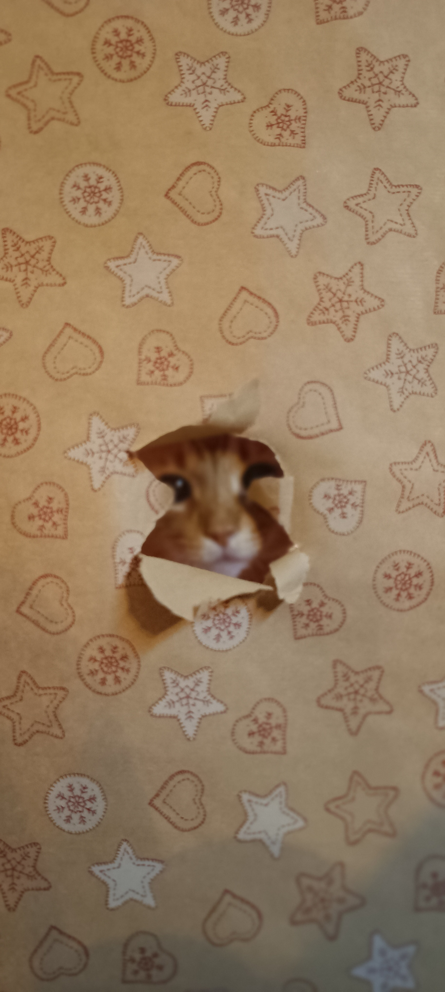 When the Wrapping Paper Trend Goes Hilariously Wrong!