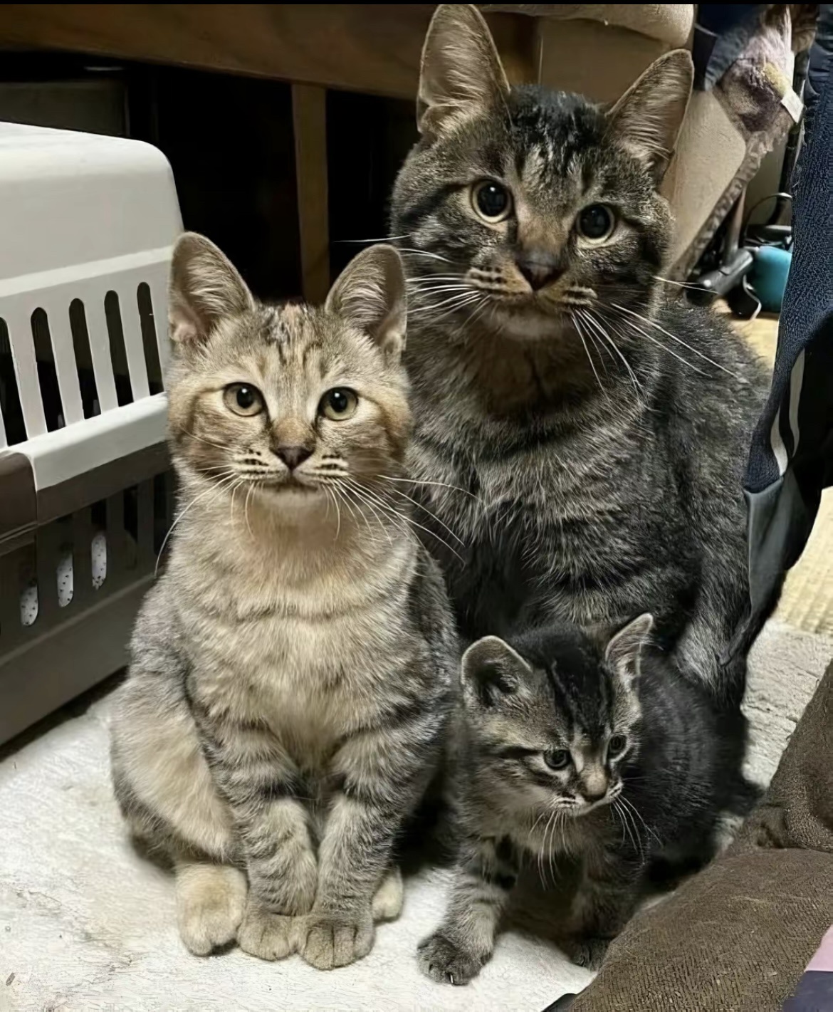 Check Out This Adorable Little Family!