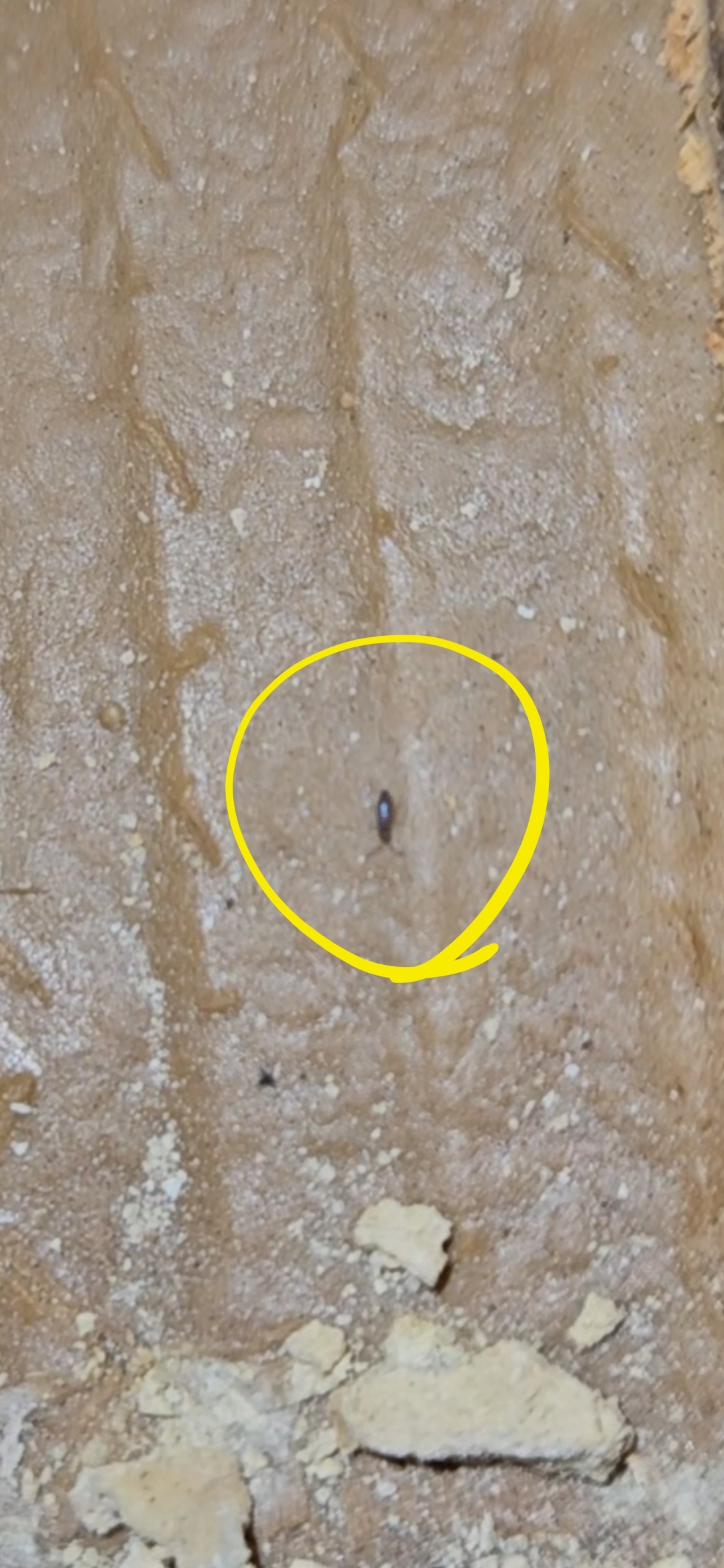 Can You Identify This Mysterious Bug?